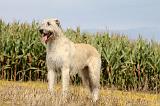 IRISH WOLFHOUND 132
